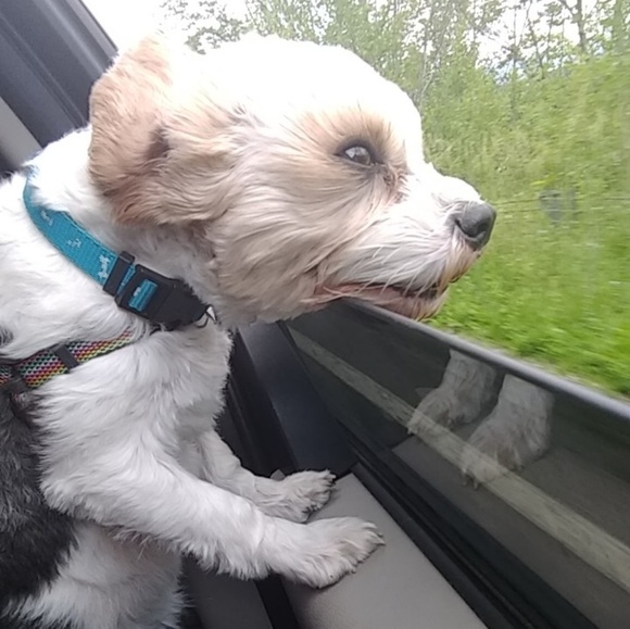 Meet your Posher, Hunny - Picture 5 of 11